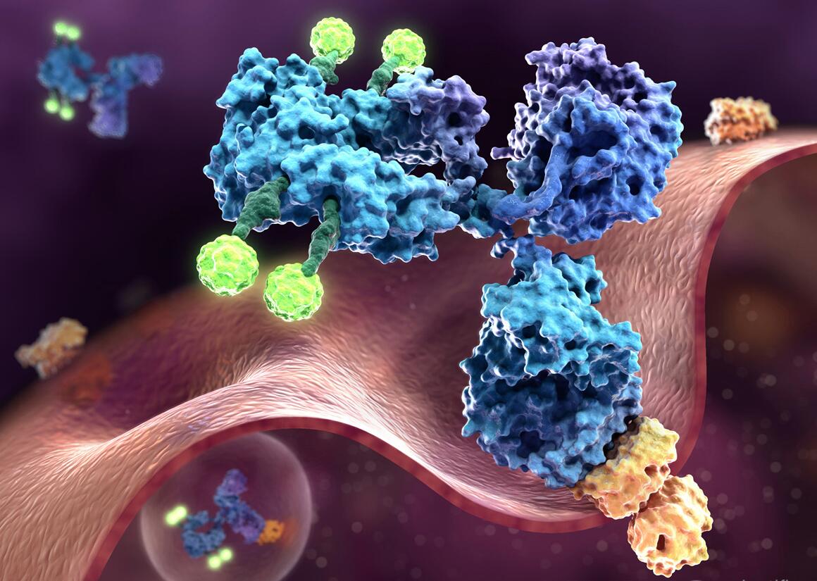 Antibody Drug Conjugates